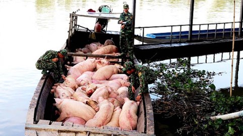 Thủ tướng yêu cầu xử lý tình trạng vận chuyển lợn trái phép qua Trung Quốc