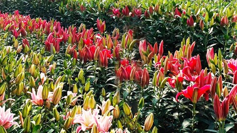 Đà Lạt tung ra thị trường nhiều giống hoa độc, lạ dịp Tết Nguyên đán