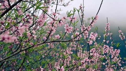 Hải Dương kêu gọi mua đào giúp nông dân vì ảnh hưởng Covid-19