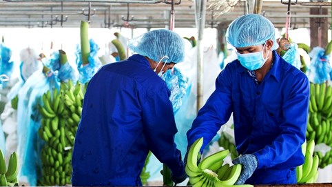 HAGL bán 47,5 triệu cổ phiếu HNG để trả nợ ngân hàng