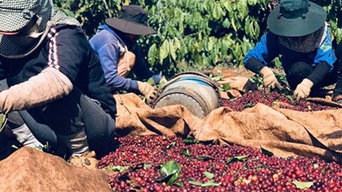Giá cà phê bừng tỉnh