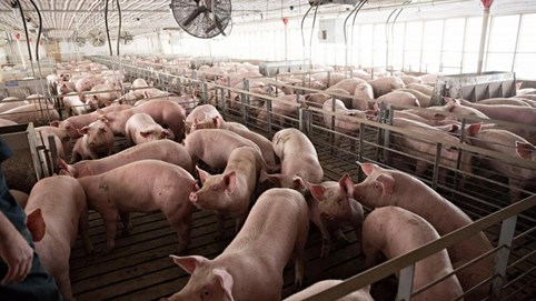 Giá heo hơi ngày 30/8: Giảm 20.000 đồng/kg sau 3 tháng