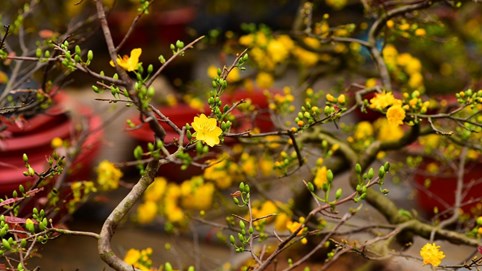 Sức mua giảm, thị trường cây cảnh Tết ở Hà Nội ảm đạm những ngày giáp Tết