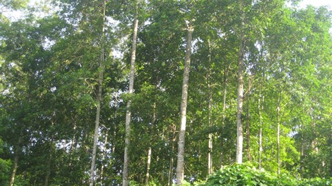 Quy định khung giá rừng có hiệu lực từ 24/10