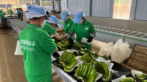 Hoàng Anh Gia Lai (HAG) lãi hơn 1.100 tỷ đồng năm 2022, quay lại câu lạc bộ doanh nghiệp lãi nghìn tỷ sau 7 năm