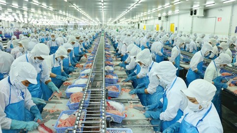 Vừa tăng vốn lên hơn 2.200 tỷ đồng, nữ hoàng 'cá tra' Vĩnh Hoàn (VHC) dự chi gần 449 tỷ đồng để trả cổ tức