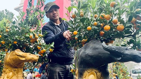 'Trâu vàng cõng quất' bon sai giá tiền triệu vẫn 'cháy' hàng