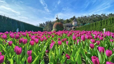 Thưởng ngoạn hàng nghìn bông tulip quý hiếm trên đỉnh Bà Nà dịp Tết Nguyên đán