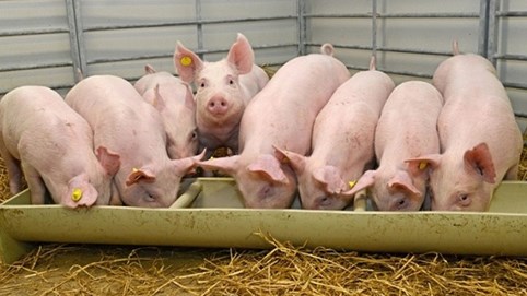 Tập đoàn Nga muốn rót 1,4 tỷ USD xây tổ hợp chế biến thịt lợn tại Thanh Hóa