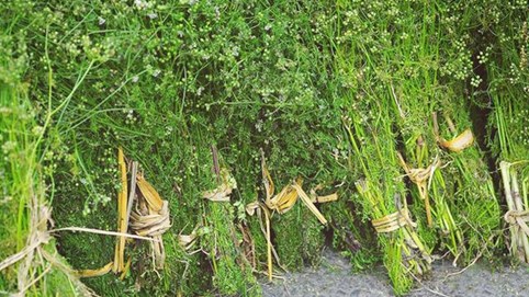  Ý nghĩa phong tục tắm lá mùi già vào chiều 30 Tết là gì mà ai cũng cố mua cho bằng được