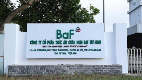 Ngành chăn nuôi heo gặp khó, lãi năm 2022 của Nông nghiệp BAF Việt Nam (BAF) chỉ đạt 292 tỷ đồng