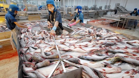 Kết quả kinh doanh khởi sắc, Navico (ANV) rút ngắn thời gian trả cổ tức