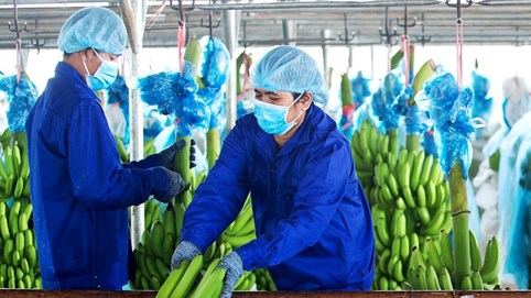 Luật sư nhận định gì về việc HAG đứng trước nguy cơ bị hủy niêm yết?