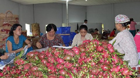 Xuất khẩu trái cây đang bớt phụ thuộc thị trường Trung Quốc