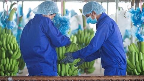 Cổ phiếu của Hoàng Anh Gia Lai (HAG) tăng hết biên độ, về đỉnh 10 năm