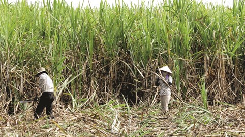 VCBS: Ngành mía đường khởi sắc, nhiều doanh nghiệp hưởng 