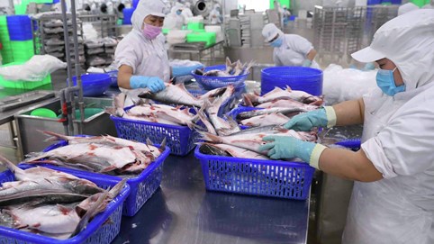 Giá xuất khẩu giảm, lãi sau thuế quý I/2024 của Công ty Nam Việt (ANV) sụt mạnh tới 82%