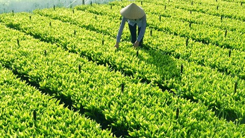 Hỗ trợ đầu tư cơ sở sản xuất giống cây trồng lâm nghiệp
