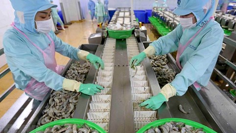 Thuỷ sản Minh Phú (MPC) đặt mục tiêu lãi gần 1.270 tỷ đồng năm 2024