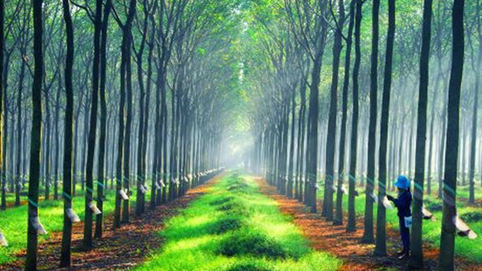 Cao su Đồng Phú (DPR) đặt mục tiêu kinh doanh năm 2025 'đi lùi'