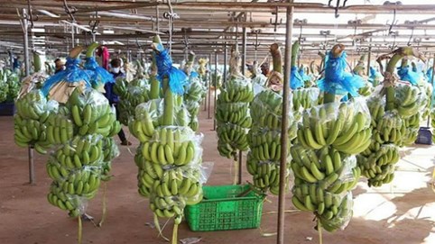 Kinh doanh chuối khởi sắc, lợi nhuận tháng 5 của Hoàng Anh Gia Lai (HAG) gấp 2,5 so với tháng trước