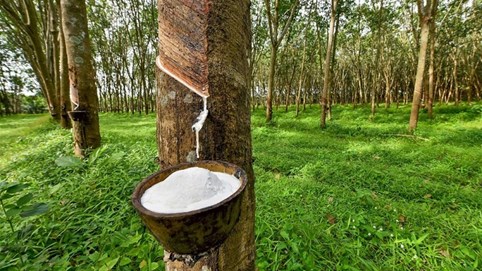 Phát triển Đô thị và Khu công nghiệp Cao su Việt Nam (VRG) dự chi khoảng 91 tỷ đồng trả cổ tức