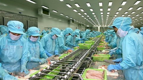 Đầu tư và Phát triển đa quốc gia (IDI) sắp phát hành hơn 45,5 triệu cổ phiếu để trả cổ tức