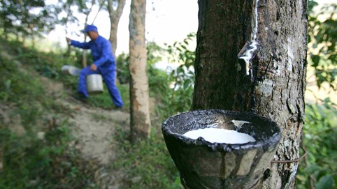 Đầu tư Cao su Đắk Lắk (DRI) sắp chi hơn 36 tỷ đồng để trả cổ tức còn lại năm 2024