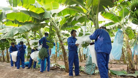 HAGL Agrico (HNG) thu hẹp khoản lỗ quý II/2023 xuống còn 128 tỷ đồng