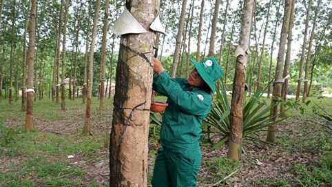 Cao su Đồng Phú (DPR) sắp chi gần 174 tỷ đồng tiền trả cổ tức, một cổ đông hưởng lợi lớn nhận về hơn 96 tỷ đồng