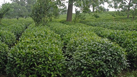 Tản mạn đường trà - Bài 1: Đi tìm cội nguồn của trà