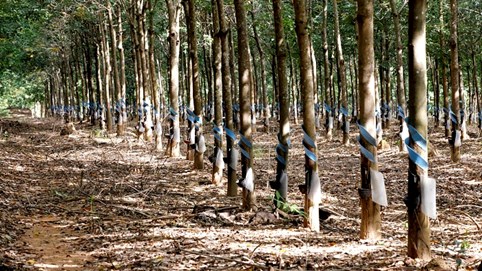 Công ty cao su từng chi cả trăm tỷ đồng mua lỗ cổ phiếu HNG để 