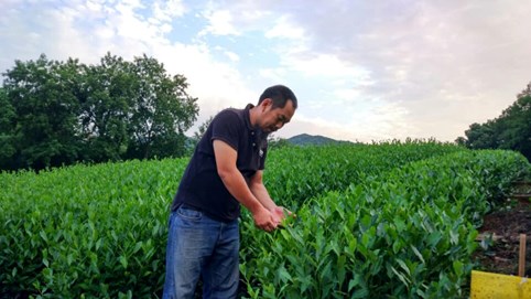 Tản mạn đường trà - Bài 4: Năm dòng trà chính và kinh nghiệm của người trồng trà