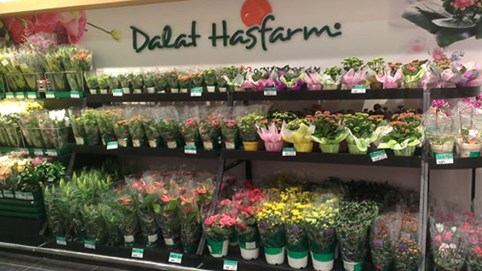 Chi khoảng 4.600 tỷ đồng mua lại doanh nghiệp tại Australia, Dalat Hasfarm trở thành công ty hoa tươi top đầu thế giới