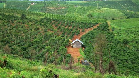 Một số giải pháp tháo gỡ khó khăn, vướng mắc trong công tác chuyển mục đích sử dụng rừng