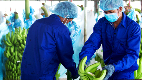 Hoàng Anh Gia Lai (HAG) thu về 660 tỷ đồng trong tháng 8, mảng cây ăn trái đóng góp 51%