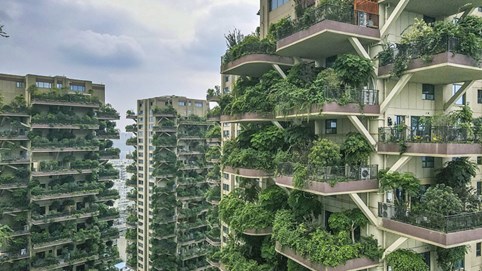 Thiên đường sinh thái biến thành "chung cư hoang" vì lý do ít ai ngờ