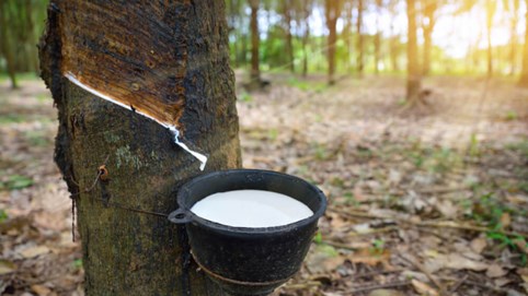 Nhờ hợp đồng thuê mới, Phát triển Đô thị và Khu công nghiệp Cao su Việt Nam (VRG) báo lãi trở lại trong quý III/2025