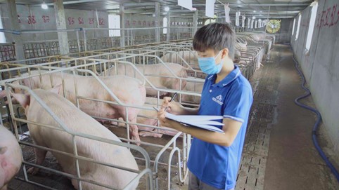 Lợi nhuận mảng nông nghiệp của Tập đoàn Hòa Phát (HPG) quý III/2024 tăng 80% so với cùng kỳ 