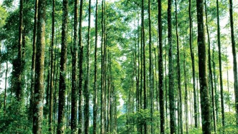 Cách hình thức thanh lý rừng trồng