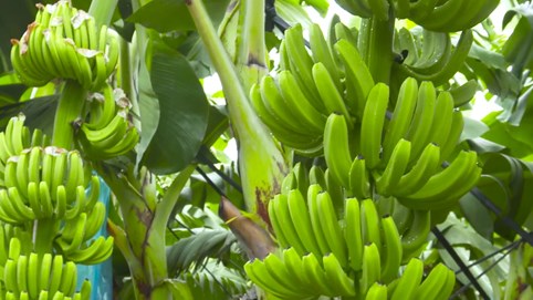 Hoàng Anh Gia Lai (HAG) lãi lũy kế 10 tháng vượt 1.000 tỷ đồng