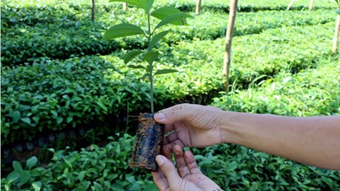 Các trường hợp bắt buộc chuyển giao quyền sử dụng giống cây trồng được bảo hộ