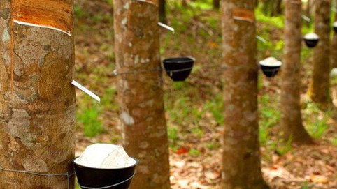 Cao su Phước Hòa (PHR) dự chi gần 610 tỷ đồng trả cổ tức vào tháng 12 tới