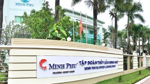 Lỗ nặng quý III/2024, Thủy sản Minh Phú (MPC) vẫn dự chi hơn 300 tỷ đồng trả cổ tức