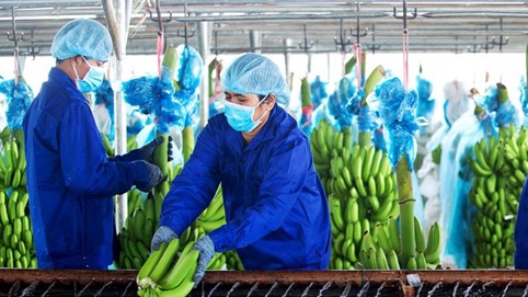 HAGL Agrico muốn tăng vốn điều lệ nhờ chào bán cổ phiếu riêng lẻ cho nhà đầu tư