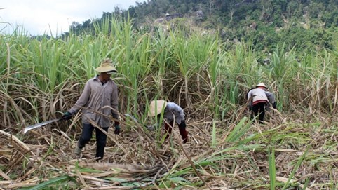 Gần 30% nhà máy mía đường đóng cửa vì đường nhập lậu phá giá