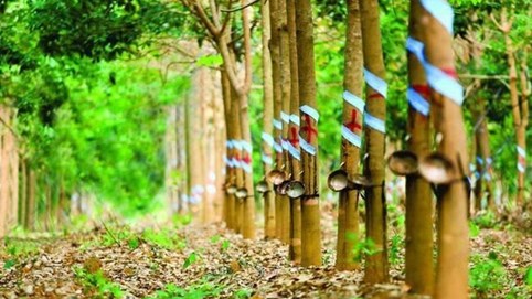 Cao su Phước Hòa (PHR) dự chi gần 540 tỷ đồng trả cổ tức bằng tiền mặt, tỷ lệ 40%