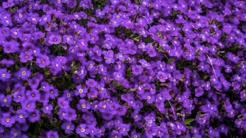 Top 10 cổ phiếu tăng mạnh nhất tuần: Một cổ phiếu bất động sản sàn HOSE tăng kịch trần 4 phiên liên tiếp