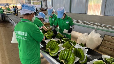 Hoàng Anh Gia Lai (HAG) lãi hơn 1.100 tỷ đồng, đạt 99% mục tiêu lợi nhuận năm sau 11 tháng