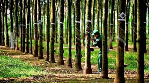 Tập đoàn Công nghiệp Cao su Việt Nam (GVR) đặt mục tiêu lãi trước thuế nătm 2025 đạt hơn 4.500 tỷ đồng